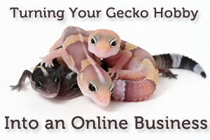 Turning Your Gecko Hobby into an Online Business