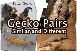 Gecko Pairs: Similar and Different