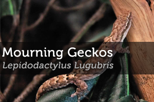 Caring for Mourning Geckos (Lepidodactylus Lugubris)