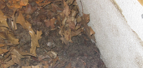 bio-active reptile substrate bio-active reptile substrate