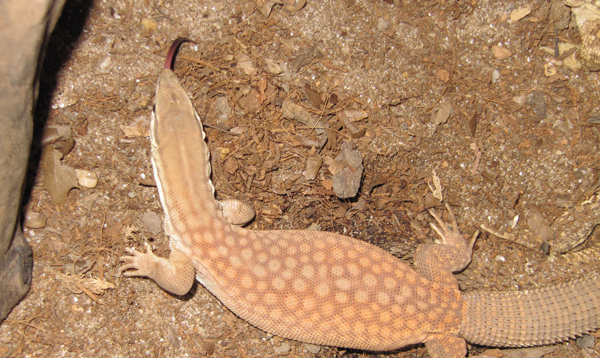 leopard gecko bedding