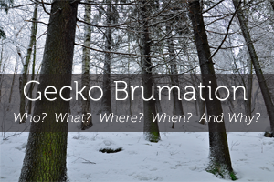Gecko Brumation: The Who? What? Where? When? And Why? Of Cooling Your Geckos