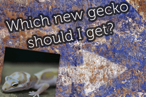 Which New Gecko Should I get?