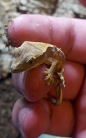 crested gecko crested gecko