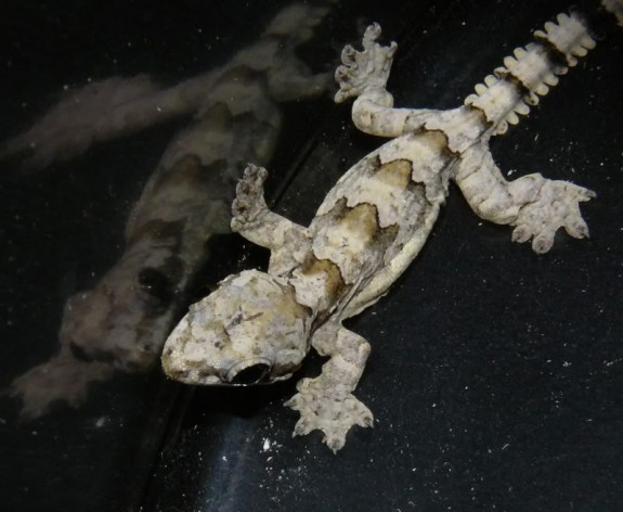 BESTBABYFLYINGGECKOPICC99