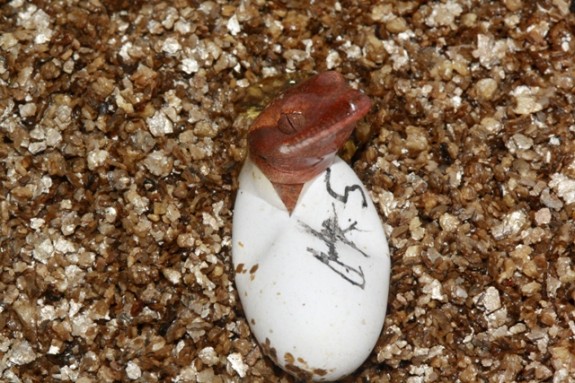 Egg1