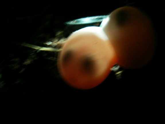 Gold-Dust-Eggs-3