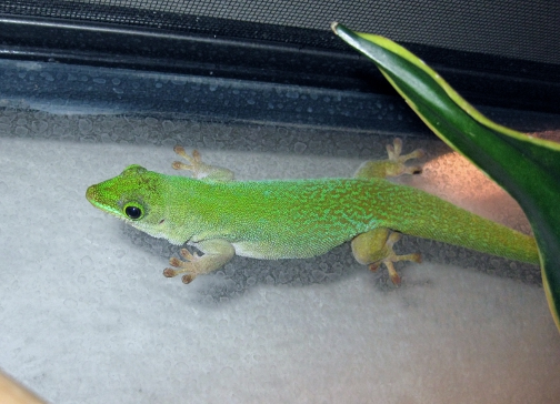 Phelsuma-sundbergi-sundbergi