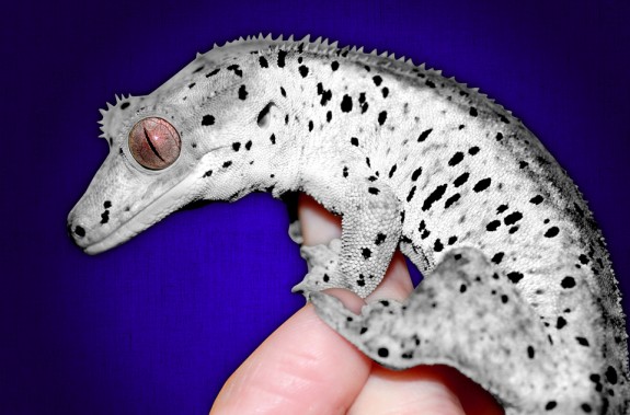 SMALLER-Photoshopped-White-Super-Dalamatian-Crested-Gecko-PURPLE-VERSION