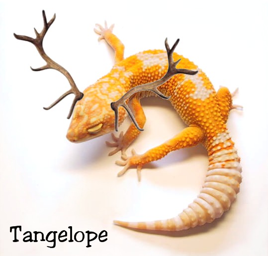Tangelope