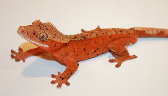 dreamgecko