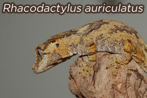 Rhacodactylus auriculatus: An Overview