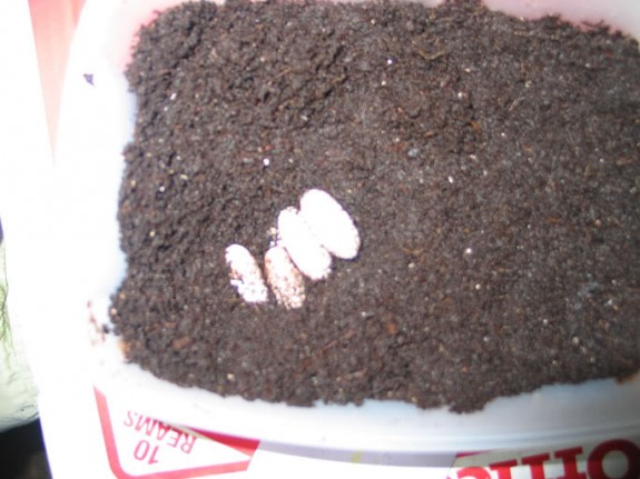 FourEggs