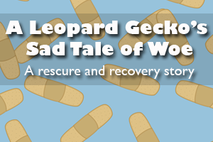 A Leopard Gecko’s Sad Tale of Woe