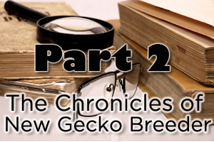 The Chronicles of a New Gecko Breeder – Part 2