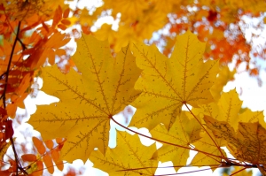 1242525_fall_autumn_leaves_1