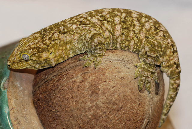 R. leachianus