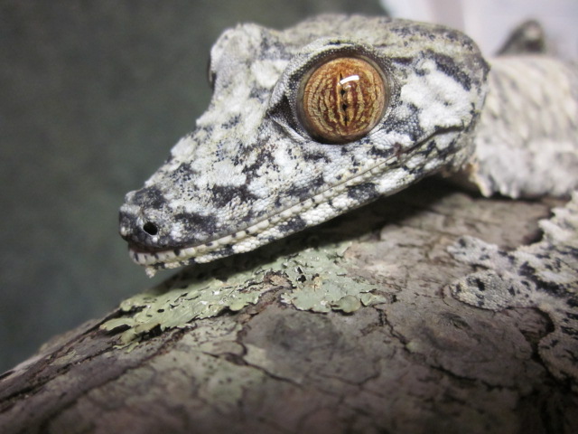 Uroplatus fimbriatus