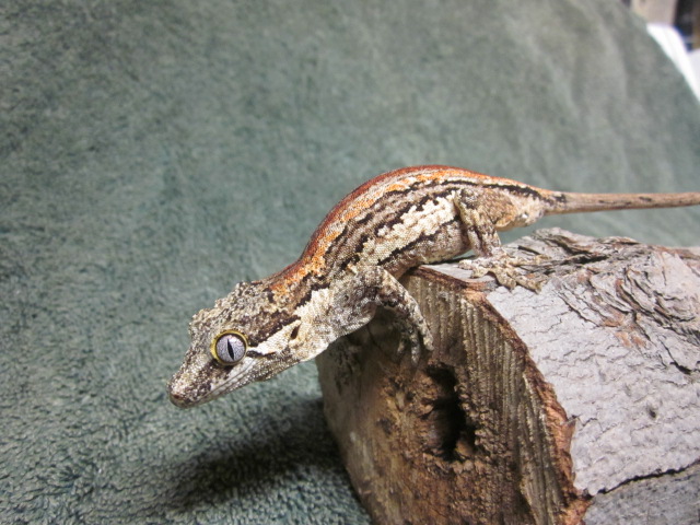 Rhacodactylus auriculatus