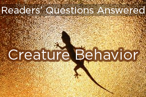 Readers’ Questions Answered: Creature Behavior