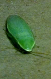 Green Banana Roach Green Banana Roach