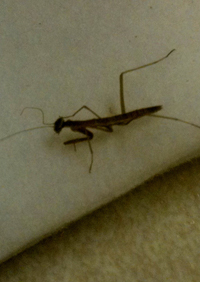Mantis Mantis