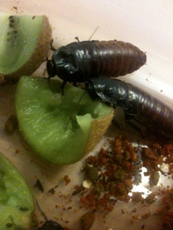 Madagascar Roaches Madagascar Roaches
