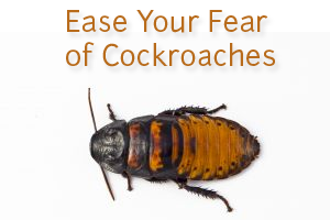Ease Your Fear of Cockroaches