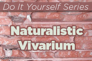 Constructing a Naturalistic Desert Vivarium Reptile Enclosure