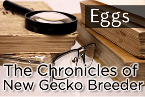 Chronicles of a New Breeder: Eggs!