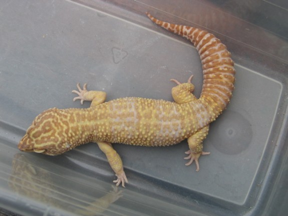 Male Tremper Albino Leopard Gecko Male Tremper Albino Leopard Gecko