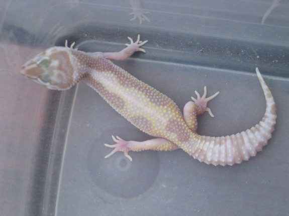 Tremper Albino Snow Stripe Tremper Albino Snow Stripe