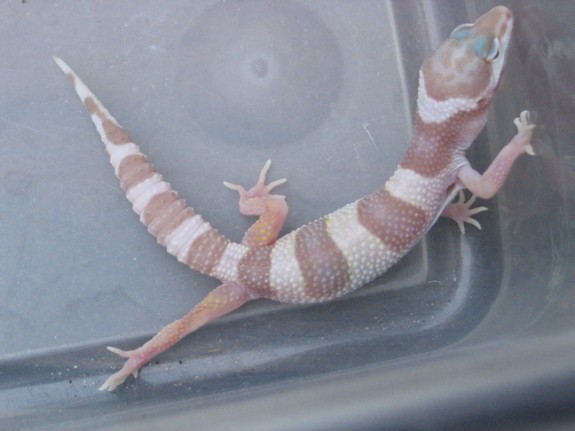 Tremper Albino Snow Tremper Albino Snow
