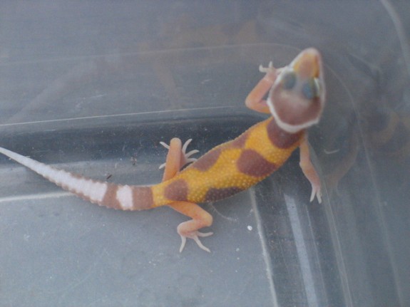 Tremper Albino Striped Tremper Albino Striped