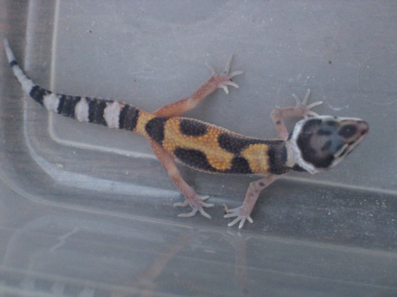 Aberrant Leopard Gecko Aberrant Leopard Gecko