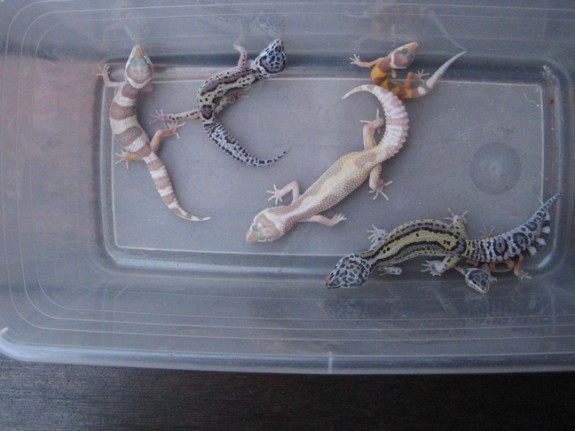 Leopard Gecko offspring from the pair above Leopard Gecko offspring from the pair above