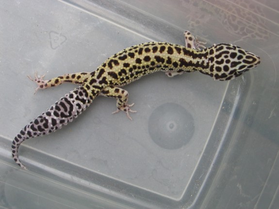 Zora, Female Snow Stripe het Tremper Albino Leopard Gecko Zora, Female Snow Stripe het Tremper Albino Leopard Gecko