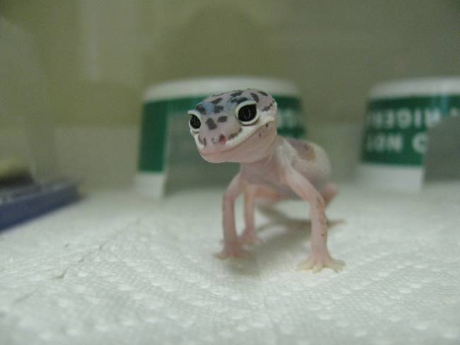 living my dream with reptiles gecko time gecko time