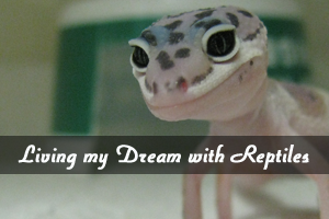 Living my Dream with Reptiles