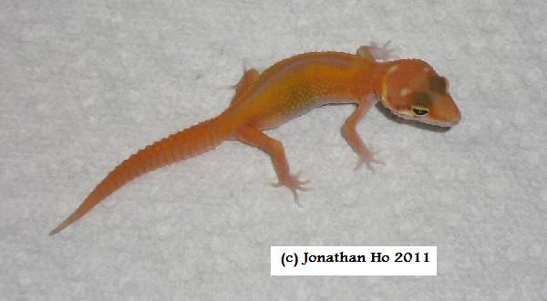Carrot tail leopard gecko Carrot tail leopard gecko