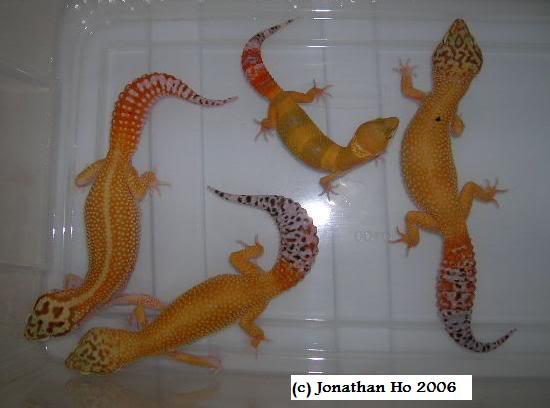 Comparison photo of redstripe cross, “Hine” carrottail and hypo tangerines within the author’s collection in 2006. Comparison photo of redstripe cross, “Hine” carrottail and hypo tangerines within the author’s collection in 2006.