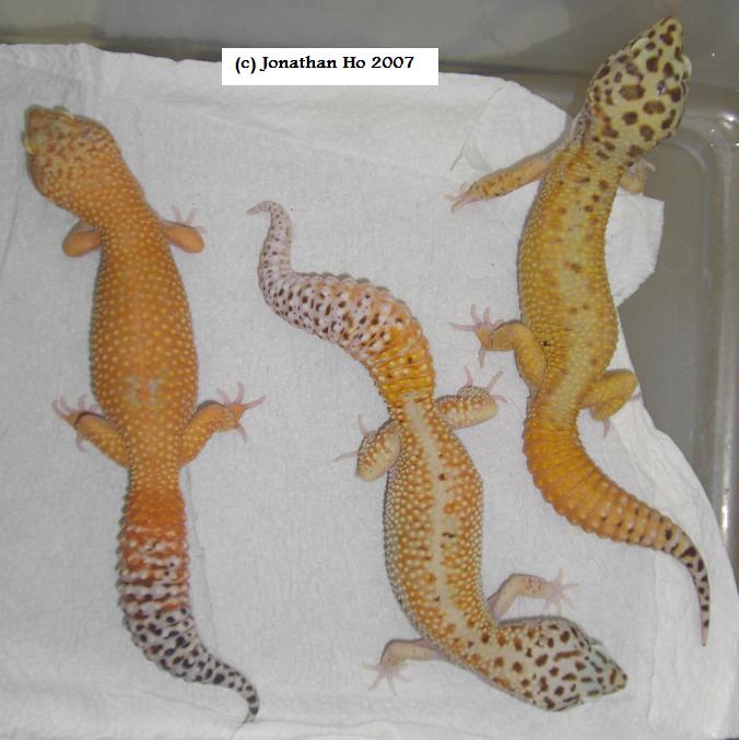 Offspring produced by author showing variation of body coloration, body patterns and carrottail percentage. Offspring produced by author showing variation of body coloration, body patterns and carrottail percentage.