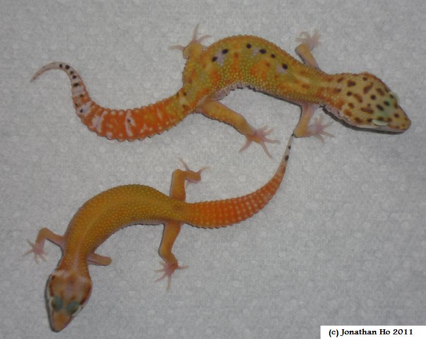 Variation of designer carrottail offspring produced by author, showing both “Hine” and “tangerine” bloodline influences Variation of designer carrottail offspring produced by author, showing both “Hine” and “tangerine” bloodline influences
