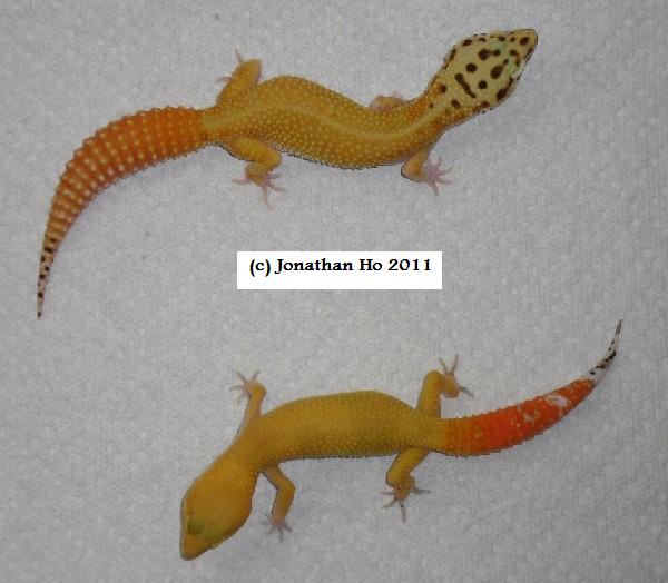 Top: Author’s “designer carrottail”, bottom: “Hine” carrottail Top: Author’s “designer carrottail”, bottom: “Hine” carrottail