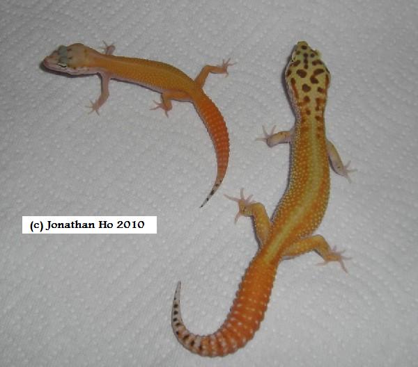 Select offspring from 2010 Select offspring from 2010