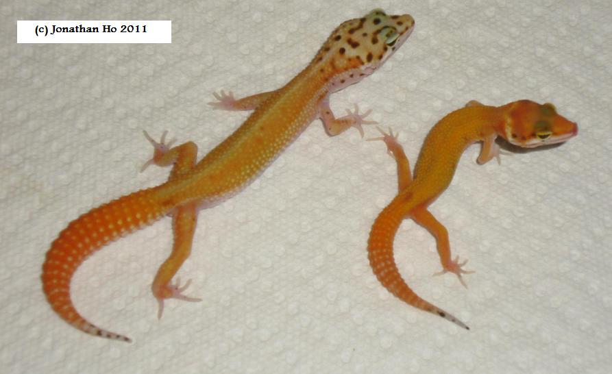 Select offspring from 2011 Select offspring from 2011