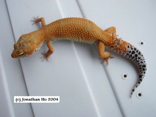 “Cheetos” produced by author in 2003 from “Hine” x tangerine breeding. “Cheetos” produced by author in 2003 from “Hine” x tangerine breeding.