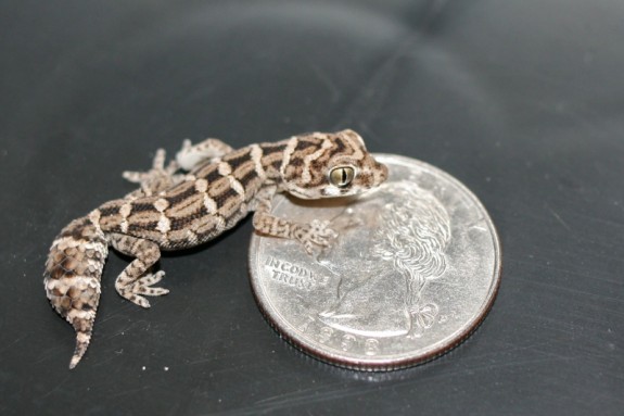2 month viper gecko 2 month viper gecko