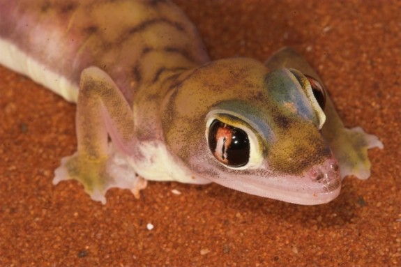 Web Footed Gecko