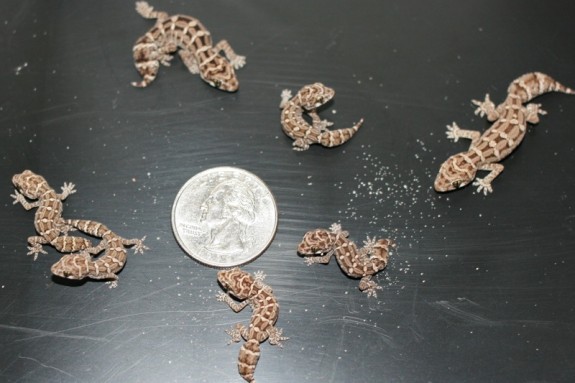 hatchling viper geckos hatchling viper geckos
